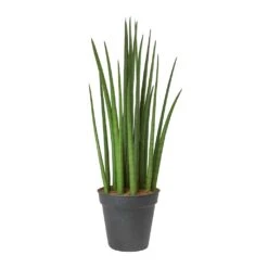Sansevieria Cylindrica Spikes - Cylindrical Snake Plant -Hortology Shop Sansevieria cylindrica Spikes Cylindrical Snake Plant