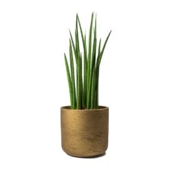 Sansevieria Cylindrica Spikes - Cylindrical Snake Plant -Hortology Shop Sansevieria cylindrica Spikes Cylindrical Snake Plant Charlie Metallic Copper Plant Pot