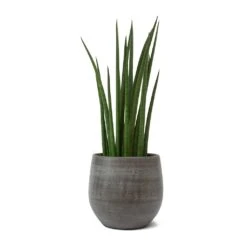 Sansevieria Cylindrica Spikes - Cylindrical Snake Plant -Hortology Shop Sansevieria cylindrica Spikes Cylindrical Snake Plant Esra Plant Pot Mystic Grey