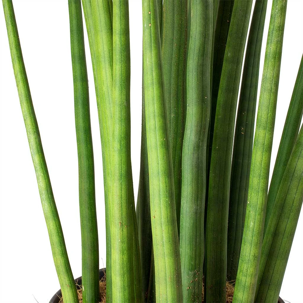 Sansevieria Cylindrica Spikes - HydroCare 3 Sansevieria Cylindrica Spikes - HydroCare - Image 3