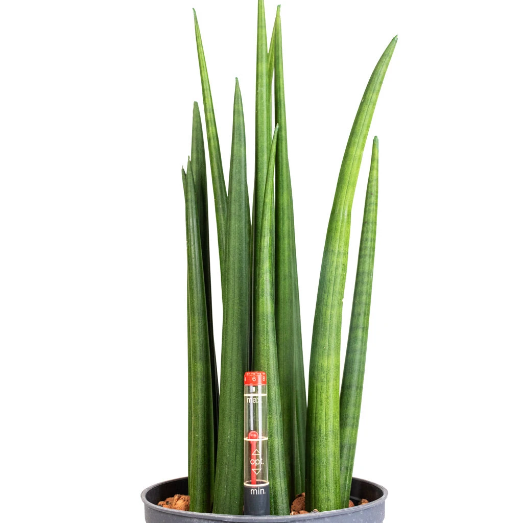 Sansevieria Cylindrica Spikes - HydroCare 2 Sansevieria Cylindrica Spikes - HydroCare - Image 2