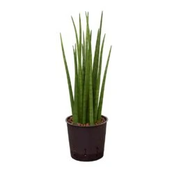 Sansevieria Cylindrica Spikes - HydroCare 14 Sansevieria Cylindrica Spikes - HydroCare -Hortology Shop Sansevieria cylindrica Spikes Hydroculture 13 12x30cm