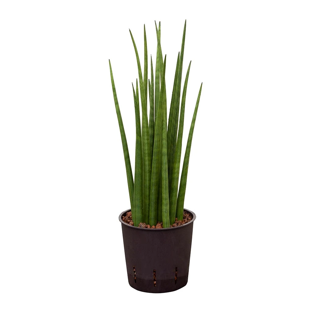 Sansevieria Cylindrica Spikes - HydroCare 7 Sansevieria Cylindrica Spikes - HydroCare - Image 7