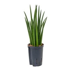 Sansevieria Cylindrica Spikes - HydroCare 12 Sansevieria Cylindrica Spikes - HydroCare -Hortology Shop Sansevieria cylindrica Spikes Hydroculture 15 19x50cm