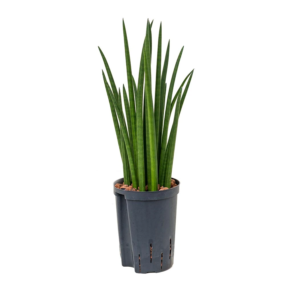 Sansevieria Cylindrica Spikes - HydroCare 5 Sansevieria Cylindrica Spikes - HydroCare - Image 5