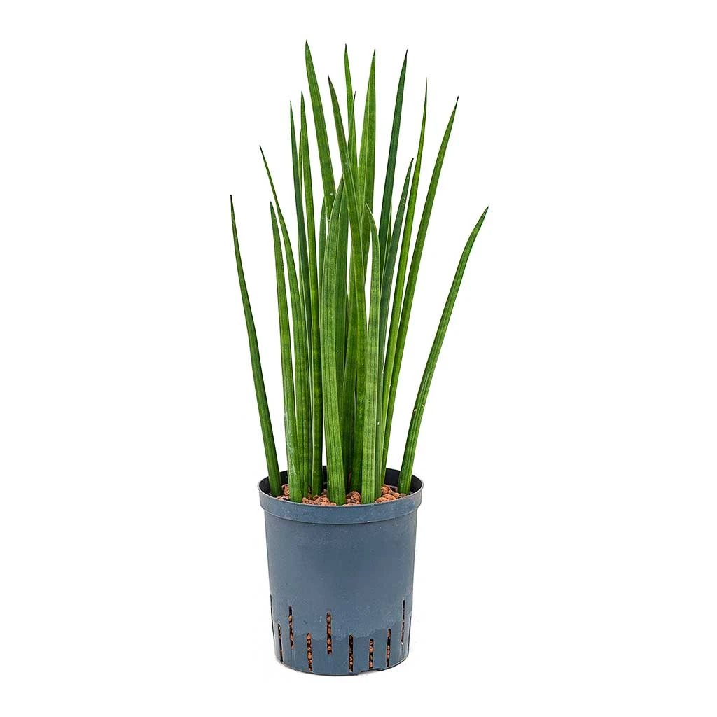 Sansevieria Cylindrica Spikes - HydroCare 1 Sansevieria Cylindrica Spikes - HydroCare