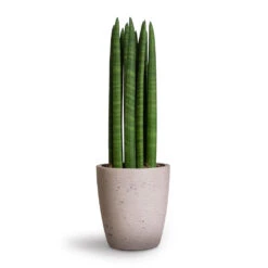 Gerben Plant Pot - Grey Washed -Hortology Shop Sansevieria cylindrica Straight Cylindrical Snake Plant 12x40cm Gerben Plant Pot Grey Washed 15x16cm