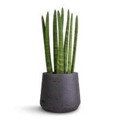 Sansevieria Cylindrica Straight - Cylindrical Snake Plant -Hortology Shop Sansevieria cylindrica Straight Cylindrical Snake Plant 12x40cm Patt Plant Pot Black Washed 17x14cm