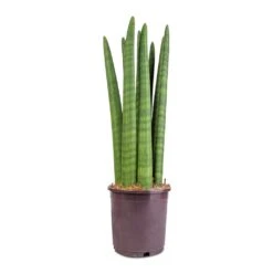 Sansevieria Cylindrica Straight - Cylindrical Snake Plant -Hortology Shop Sansevieria cylindrica Straight Cylindrical Snake Plant 15x50cm