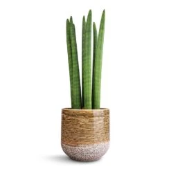 Sansevieria Cylindrica Straight - Cylindrical Snake Plant -Hortology Shop Sansevieria cylindrica Straight Cylindrical Snake Plant 15x50cm Issa Plant Pot Ochre 18x17cm