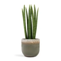 Sansevieria Cylindrica Straight - Cylindrical Snake Plant -Hortology Shop Sansevieria cylindrica Straight Cylindrical Snake Plant 17x60cm Tarra Plant Pot Forest 23x20cm ac02b3bd 0f2f 40f8 9bd0 79b7a1a5b2e2