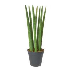 Sansevieria Cylindrica Straight - Cylindrical Snake Plant -Hortology Shop Sansevieria cylindrica Straight Cylindrical Snake Plant 60cm