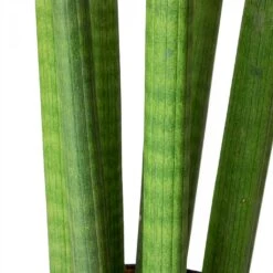 Sansevieria Cylindrica Straight - Cylindrical Snake Plant -Hortology Shop Sansevieria cylindrica Straight Cylindrical Snake Plant Stems