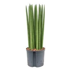 Sansevieria Cylindrica Straight - HydroCare