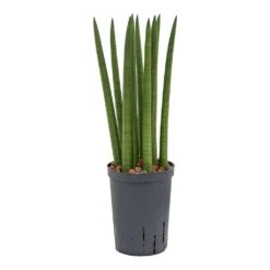 Sansevieria Cylindrica Straight - HydroCare -Hortology Shop Sansevieria cylindrica Straight Hydroculture Indoor Plant Small