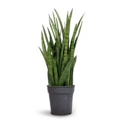 Sansevieria Kirkii - Star Sansevieria 28 Sansevieria Kirkii - Star Sansevieria -Hortology Shop Sansevieria kirki Star Sansevieria