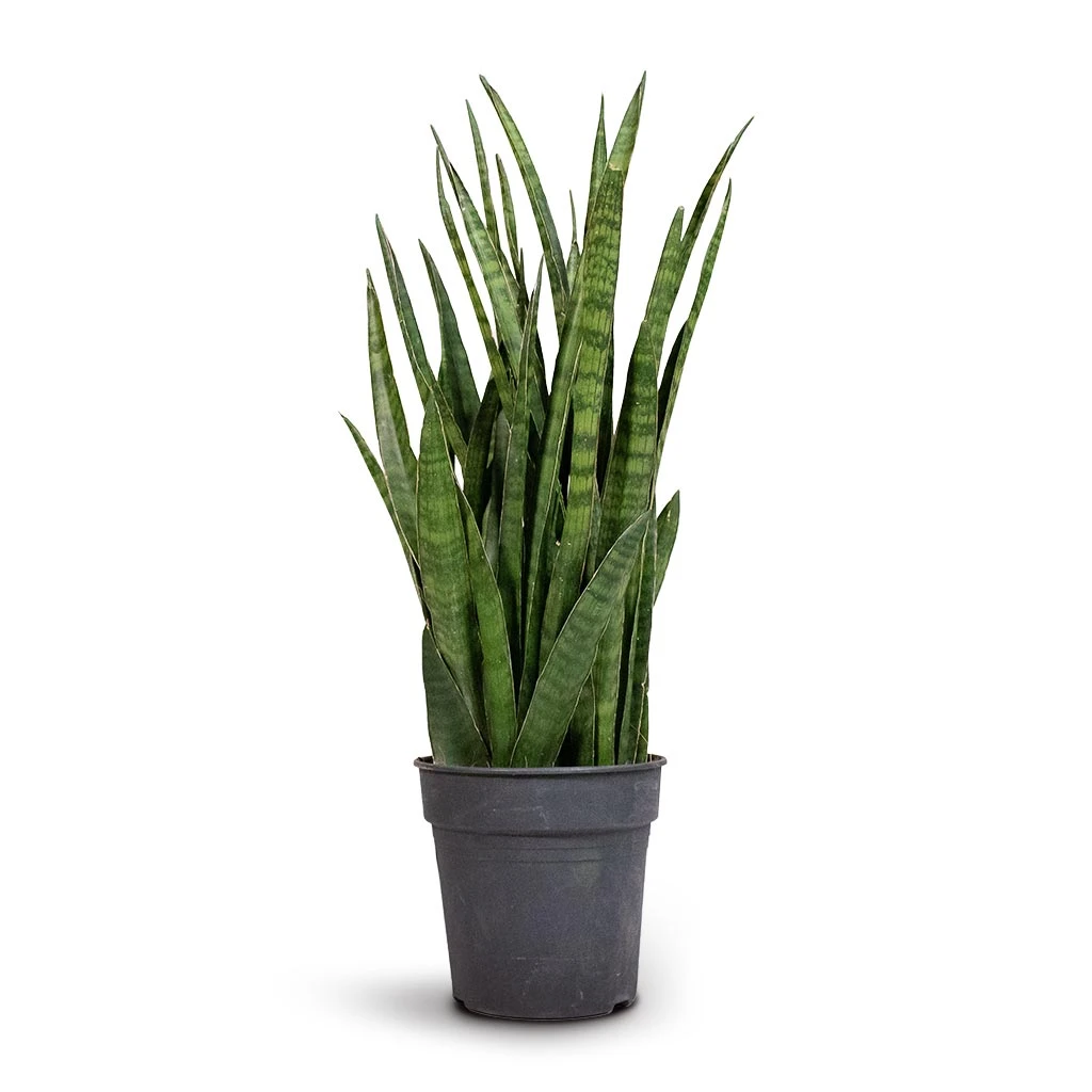 Sansevieria Kirkii - Star Sansevieria 9 Sansevieria Kirkii - Star Sansevieria - Image 9