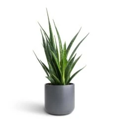 Sansevieria Kirkii - Star Sansevieria 29 Sansevieria Kirkii - Star Sansevieria -Hortology Shop Sansevieria kirkii Star Sansevieria 12x40cm Lisbon Plant Pot Charcoal 13x13cm