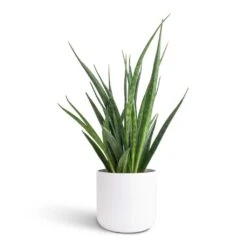 Sansevieria Kirkii - Star Sansevieria 33 Sansevieria Kirkii - Star Sansevieria -Hortology Shop Sansevieria kirkii Star Sansevieria 12x40cm Lisbon Plant Pot White 13x13cm