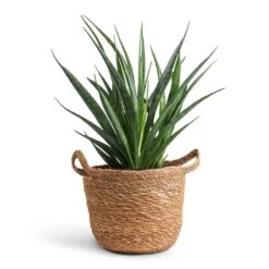 Sansevieria Kirkii - Star Sansevieria 23 Sansevieria Kirkii - Star Sansevieria -Hortology Shop Sansevieria kirkii Star Sansevieria 12x40cm Nelis Plant Basket Natural 16x16cm