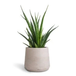 Sansevieria Kirkii - Star Sansevieria 36 Sansevieria Kirkii - Star Sansevieria -Hortology Shop Sansevieria kirkii Star Sansevieria 12x40cm Patt Plant Pot Grey Washed 17x14cm