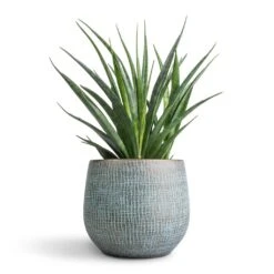 Sansevieria Kirkii - Star Sansevieria 30 Sansevieria Kirkii - Star Sansevieria -Hortology Shop Sansevieria kirkii Star Sansevieria 12x40cm Ryan Plant Pot Blue Gold 18x16cm