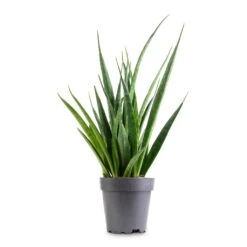 Sansevieria Kirkii - Star Sansevieria 22 Sansevieria Kirkii - Star Sansevieria -Hortology Shop Sansevieria kirkii Star Sansevieria 12x40cm 9e5912c2 2f76 4635 bd61 0503655eb881