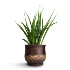 Sansevieria Kirkii - Star Sansevieria 26 Sansevieria Kirkii - Star Sansevieria -Hortology Shop Sansevieria kirkii Star Sansevieria 15x50cm Aico Plant Pot Shiny Brown 18x16cm
