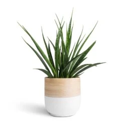 Bamboo Plant Pot - White -Hortology Shop Sansevieria kirkii Star Sansevieria 15x50cm Bamboo Plant Pot White 19x19cm 7c36d11f 9927 4d8e b43d 8da767f9146b