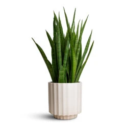 Bourton Scalloped Plant Pot - Ivory 10 Bourton Scalloped Plant Pot - Ivory -Hortology Shop Sansevieria kirkii Star Sansevieria 15x50cm Bourton Scalloped Plant Pot Ivory 18x18cm