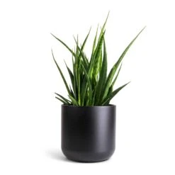 Sansevieria Kirkii - Star Sansevieria 27 Sansevieria Kirkii - Star Sansevieria -Hortology Shop Sansevieria kirkii Star Sansevieria 15x50cm Lisbon Plant Pot Anthracite 19x19cm