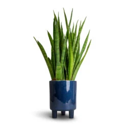 Sansevieria Kirkii - Star Sansevieria 38 Sansevieria Kirkii - Star Sansevieria -Hortology Shop Sansevieria kirkii Star Sansevieria 15x50cm Pisa Plant Pot Navy 16x19cm 53ca1365 95d0 41e8 aa9e b17140d52fac