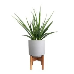 Sansevieria Kirkii - Star Sansevieria 34 Sansevieria Kirkii - Star Sansevieria -Hortology Shop Sansevieria kirkii Star Sansevieria 15x50cm Vigo Plant Pot with Wooden Stand Concrete Grey 19x29cm