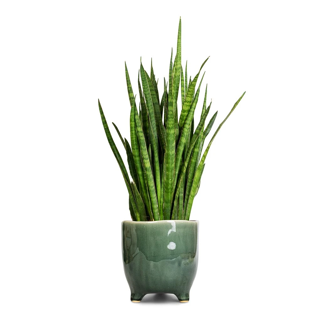 Sansevieria Kirkii - Star Sansevieria 1 Sansevieria Kirkii - Star Sansevieria