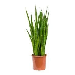 Sansevieria Kirkii - Star Sansevieria 31 Sansevieria Kirkii - Star Sansevieria -Hortology Shop Sansevieria kirkii Star Sansevieria 17x75cm
