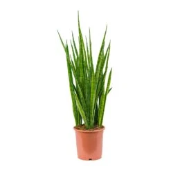 Sansevieria Kirkii - Star Sansevieria 35 Sansevieria Kirkii - Star Sansevieria -Hortology Shop Sansevieria kirkii Star Sansevieria 21x85cm