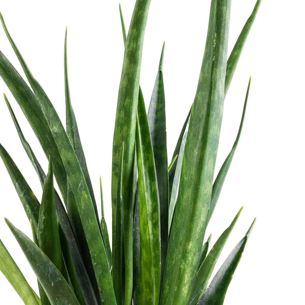 Sansevieria Kirkii - Star Sansevieria 2 Sansevieria Kirkii - Star Sansevieria - Image 2