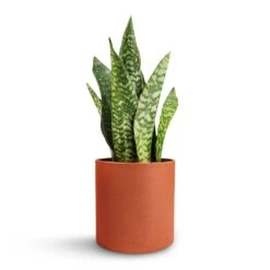 Puk Refined Planter - Canyon Orange 14 Puk Refined Planter - Canyon Orange -Hortology Shop Sansevieria masoniana Dragon Snake Plant 12x40cm Puk Refined Planter Canyon Orange 15x15cm 488df18d 304f 4ba7 8f37 b3f2d3f50b9b
