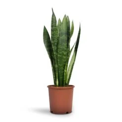 Sansevieria Trifasciata Black Coral - Snake Plant -Hortology Shop Sansevieria trifasciata Black Coral Snake Plant 14x50cm