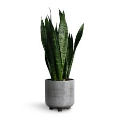 Sansevieria Trifasciata Black Coral - Snake Plant -Hortology Shop Sansevieria trifasciata Black Coral Snake Plant 14x50cm Denise Plant Pot Of White 17x17cm