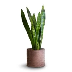 Hera Plant Pot - Purple -Hortology Shop Sansevieria trifasciata Black Coral Snake Plant 14x50cm Hera Plant Pot Purple 17x16cm