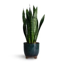 Sansevieria Trifasciata Black Coral - Snake Plant -Hortology Shop Sansevieria trifasciata Black Coral Snake Plant 14x50cm Kaat Plant Pot Petrol 16x16cm
