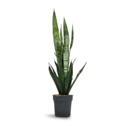Sansevieria Trifasciata Black Coral - Snake Plant -Hortology Shop Sansevieria trifasciata Black Coral Snake Plant 15x45cm
