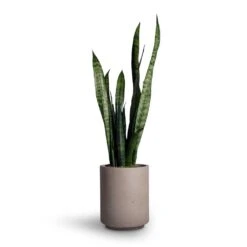 Sansevieria Trifasciata Black Coral - Snake Plant -Hortology Shop Sansevieria trifasciata Black Coral Snake Plant 15x45cm Suzi Plant Pot Grey Washed 18x21 1