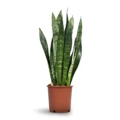 Sansevieria Trifasciata Black Coral - Snake Plant -Hortology Shop Sansevieria trifasciata Black Coral Snake Plant 17x60cm