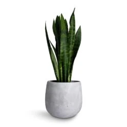 Sansevieria Trifasciata Black Coral - Snake Plant -Hortology Shop Sansevieria trifasciata Black Coral Snake Plant 17x60cm Amber Plant Pot Light Grey 22x21cm 9dc0a28a fda2 4403 a139 a5a473a39546