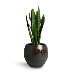 Sansevieria Trifasciata Black Coral - Snake Plant -Hortology Shop Sansevieria trifasciata Black Coral Snake Plant 17x60cm Kae Plant Pot Mocha 29x26cm