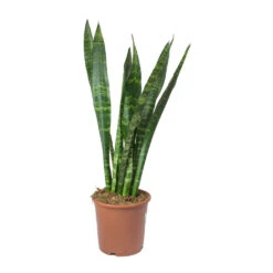 Sansevieria Trifasciata Black Coral - Snake Plant -Hortology Shop Sansevieria trifasciata Black Coral Snake Plant