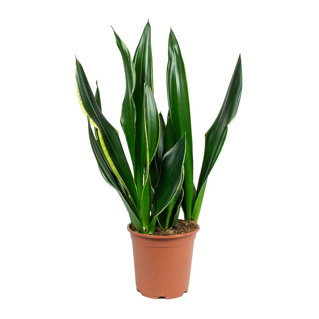 Sansevieria Trifasciata Diamond Flame - Snake Plant 1 Sansevieria Trifasciata Diamond Flame - Snake Plant
