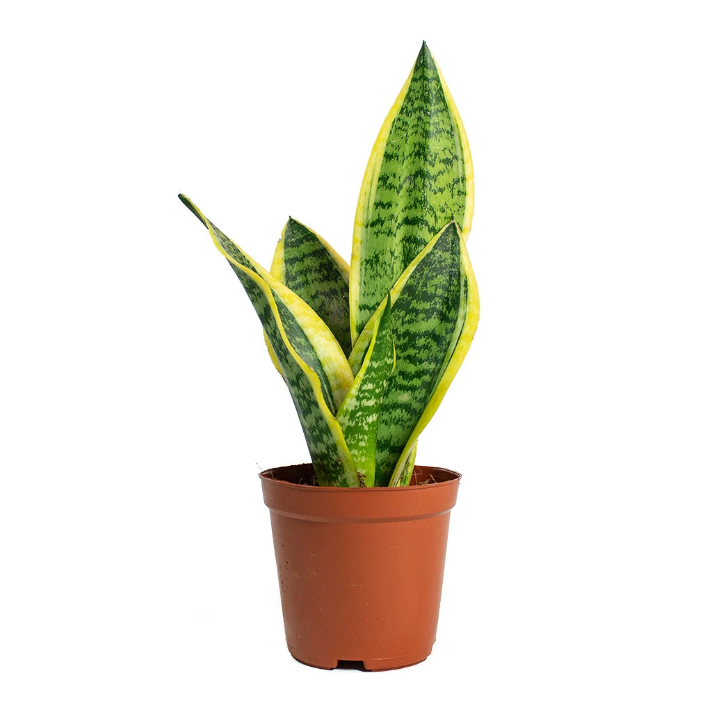Sansevieria Trifasciata Futura Superba 8 Sansevieria Trifasciata Futura Superba - Image 8